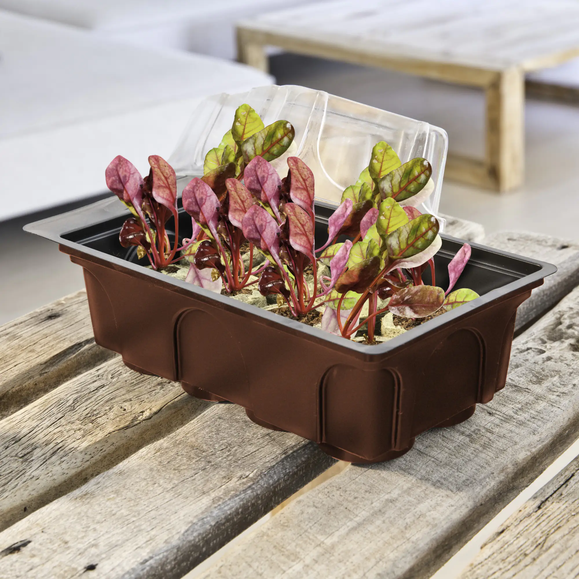 Windhager Anzucht-Gewächshaus 19 x 11 x 11 cm + 8 Quelltabs