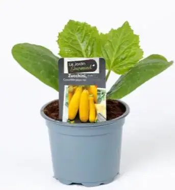 Resistente Gemüsepflanzen Zucchini Cucurbita pepo gelb 12 cm Topf