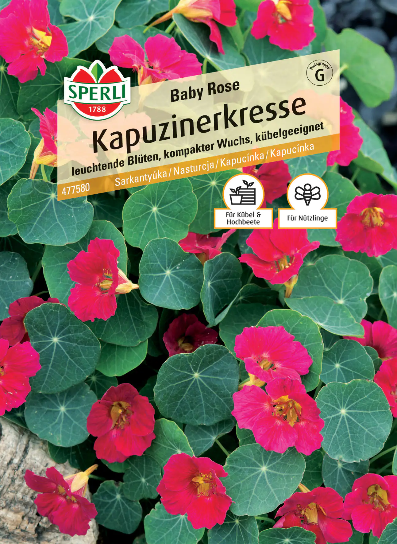 Sperli Kapuzinerkresse Baby Rose