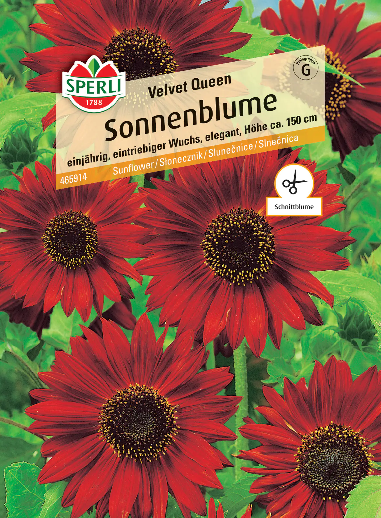 Sperli Sonnenblume Velvet Queen