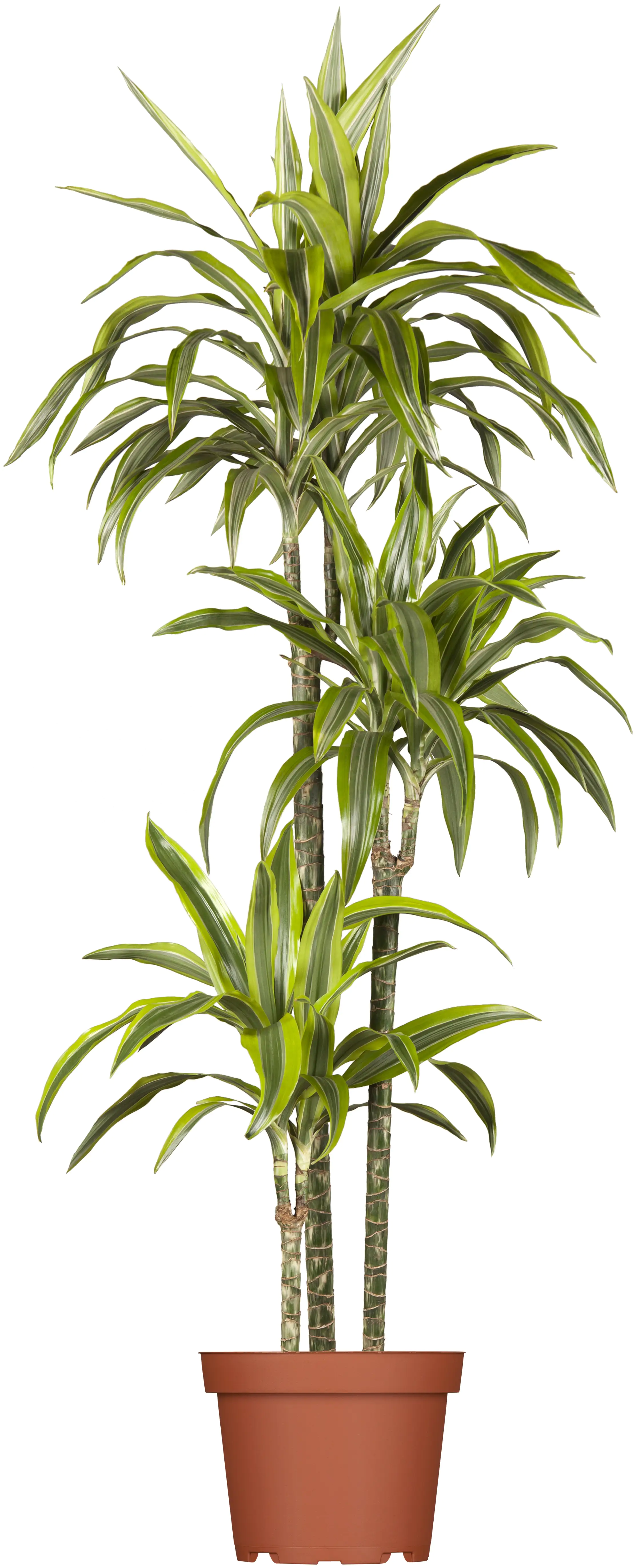 Drachenbaum Dracaena Lemon Lime H ca. 90 cm 21 cm Topf