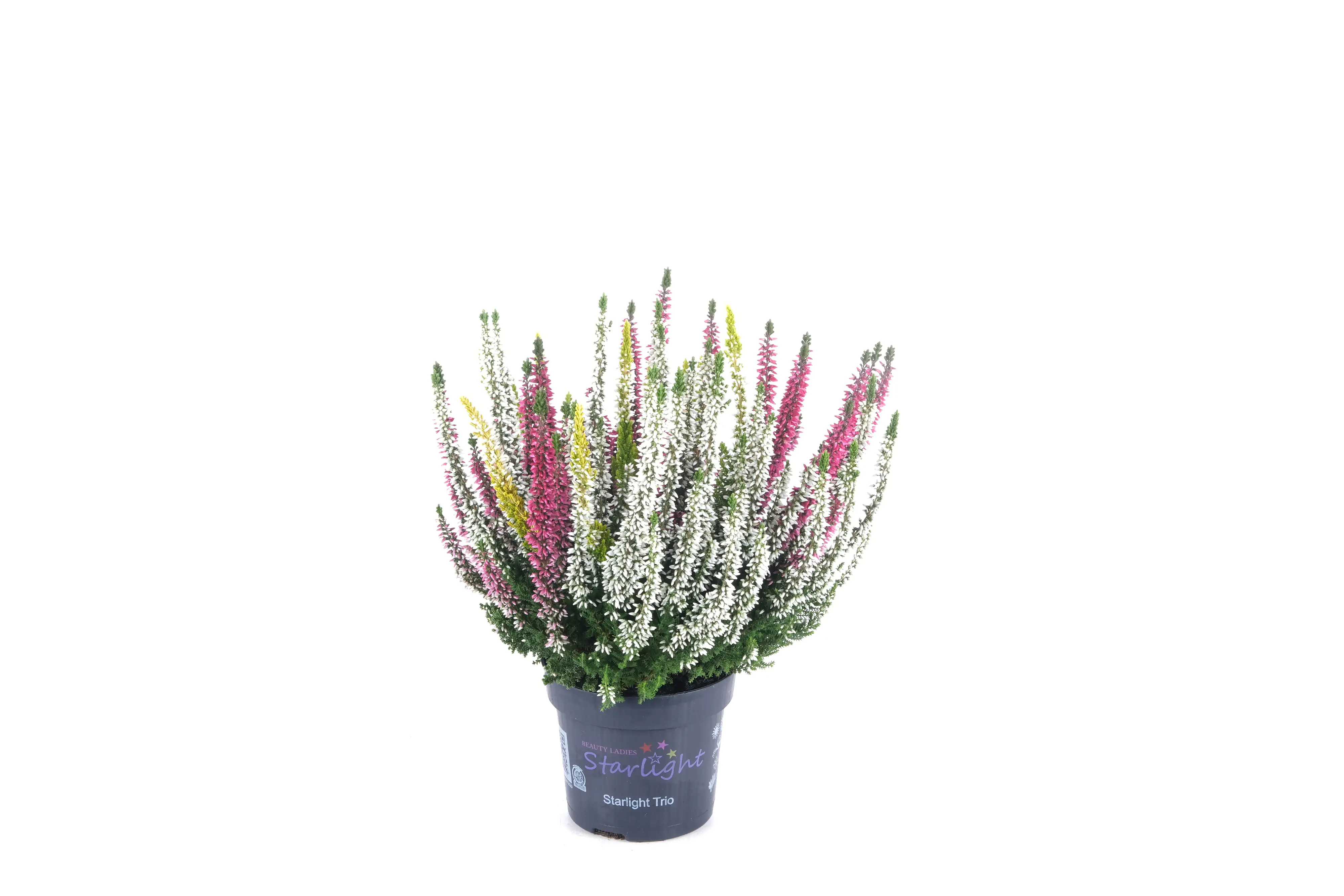 Sommerheide Calluna Beauty Ladies Starlight 13 cm Topf