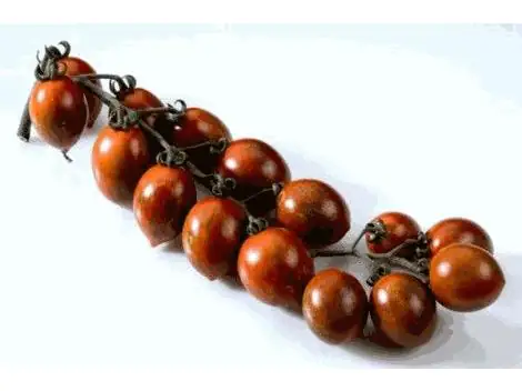 Tomatenpflanzen Datteltomate gestreift Cookie 10,5 cm Topf