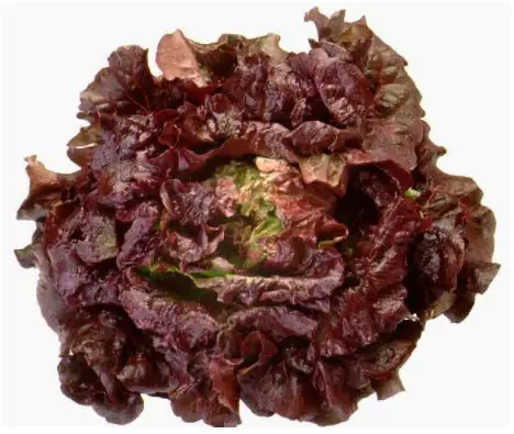 Salat- und Gemüsesetzlinge "Le Jardin Gourmand" Bataviasalat rot 6er Schale