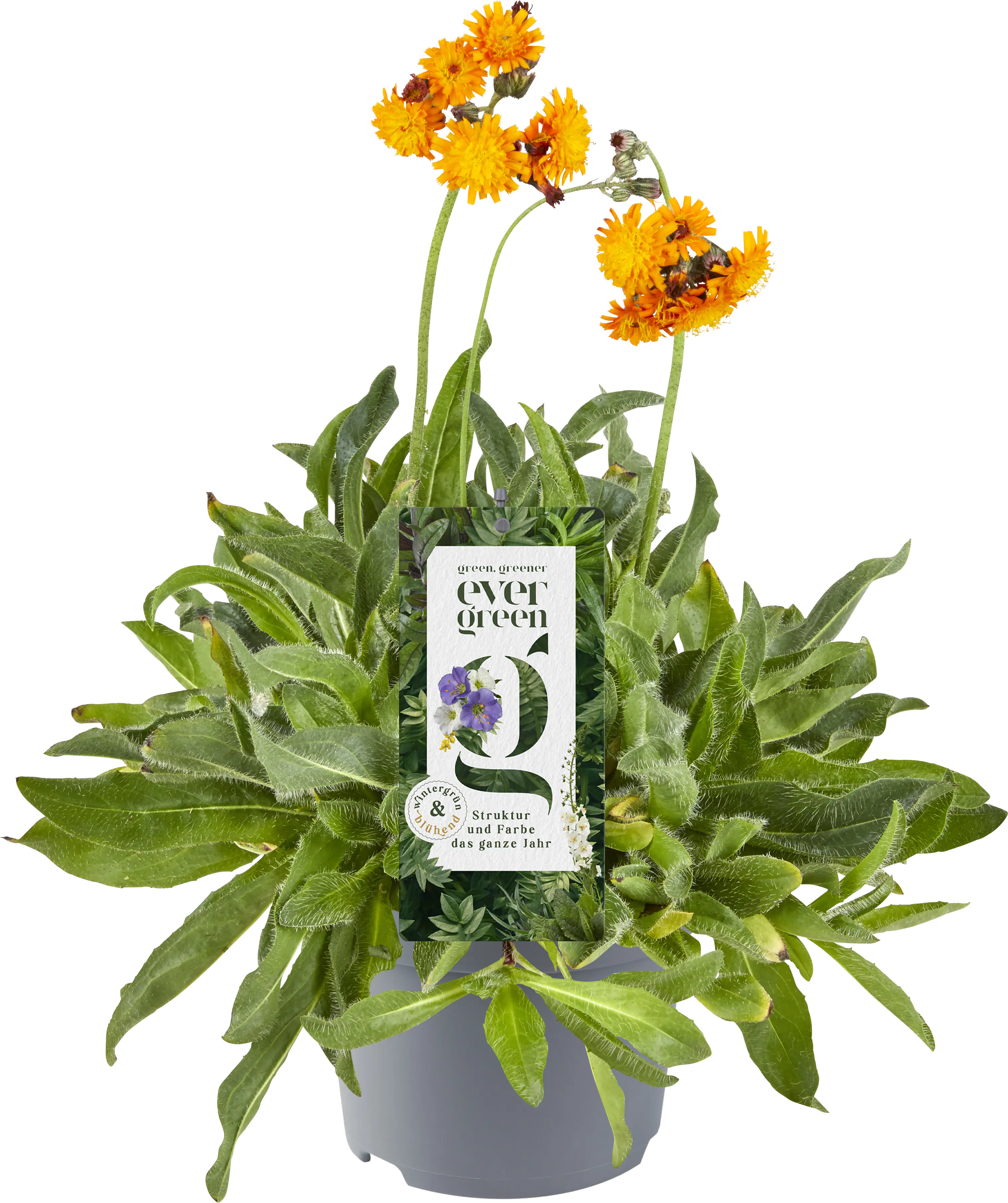 Evergreen 13 cm Topf