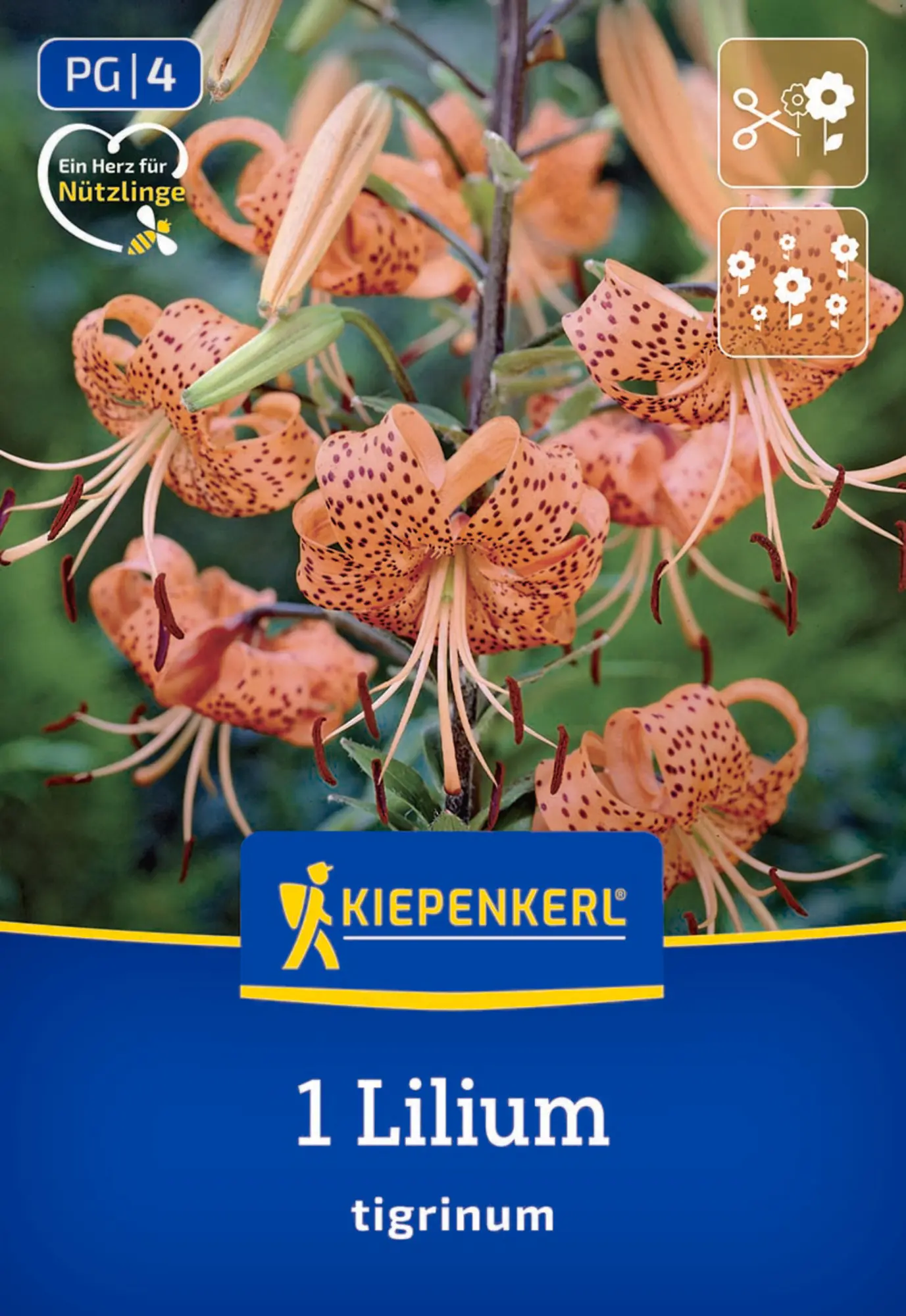 Kiepenkerl Frühjahrsblumenzwiebel Tigerlilie Lilium tigrinum 1 Stück