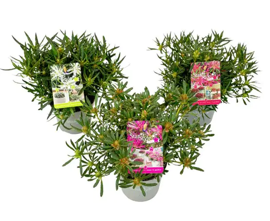 Rhododendron Star Style Alpenrose 10,5 cm Topf