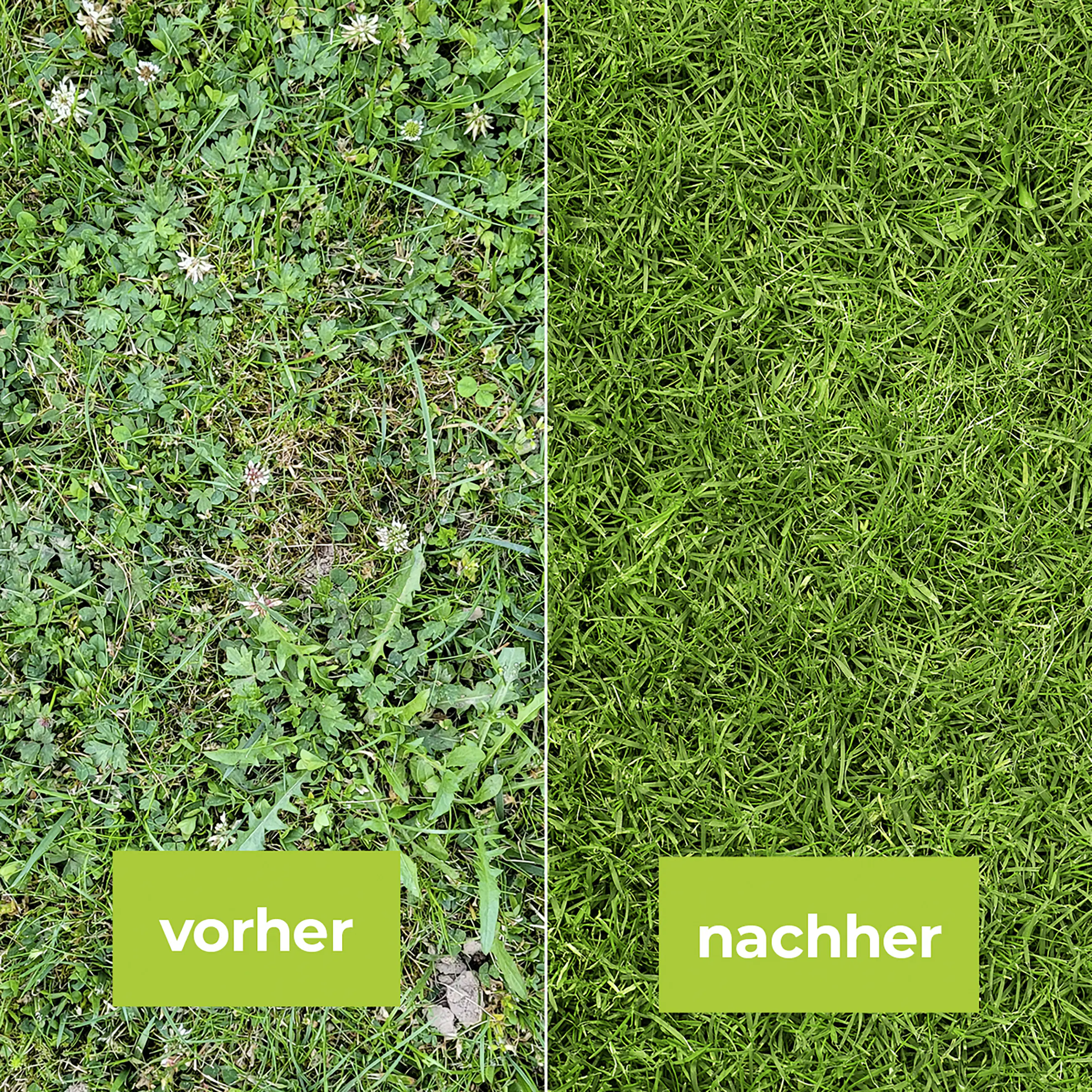 Protect Garden Loredo Quattro Universal Rasenunkrautfrei 100 ml