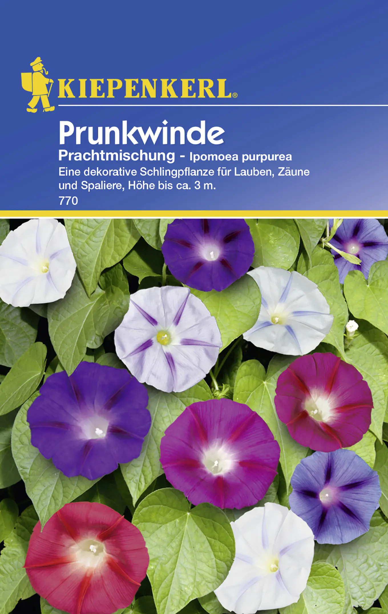 Kiepenkerl Prunkwinde Prachtmischung Ipomoea purpurea, Inhalt: ca. 20 Pflanzen
