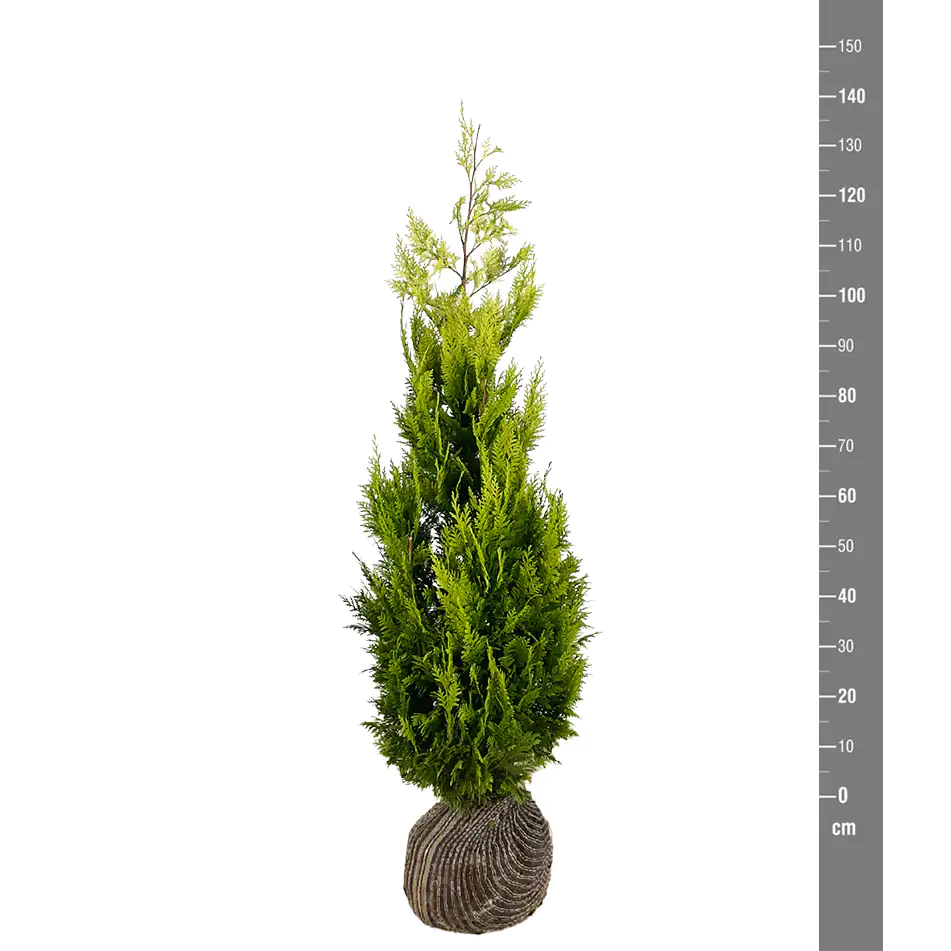 Gelbe Säulenzypresse Cham. law. Ivonne H 120 - 140 cm, 20 Stück