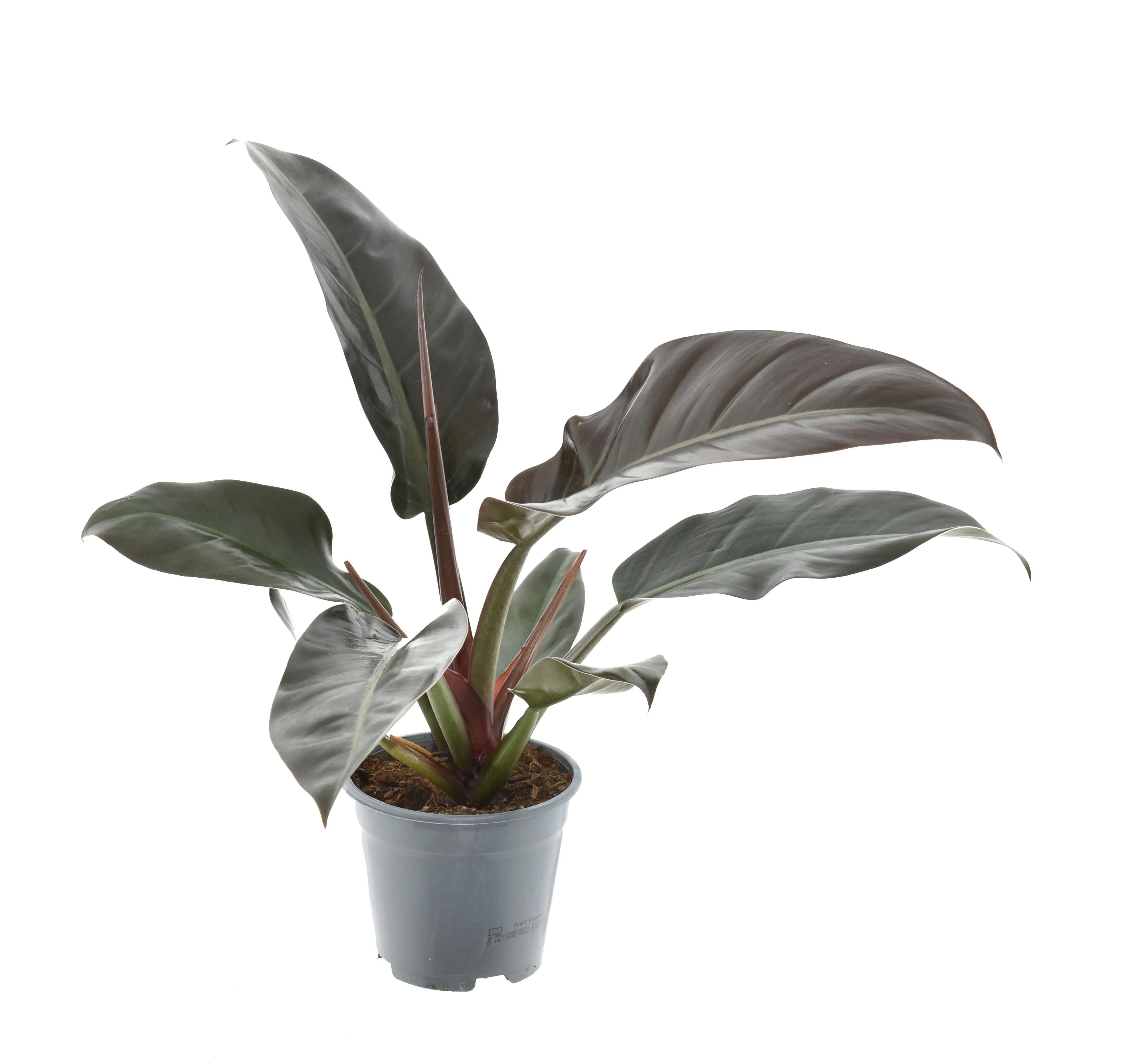 Exotische Grünpflanzen 30 - 55 cm hoch 14 cm Topf