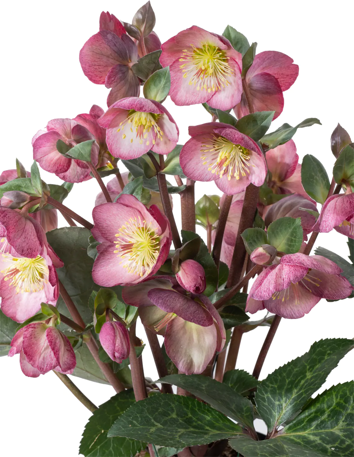 Helleborus Christrose Sondersorten 15cm Topf