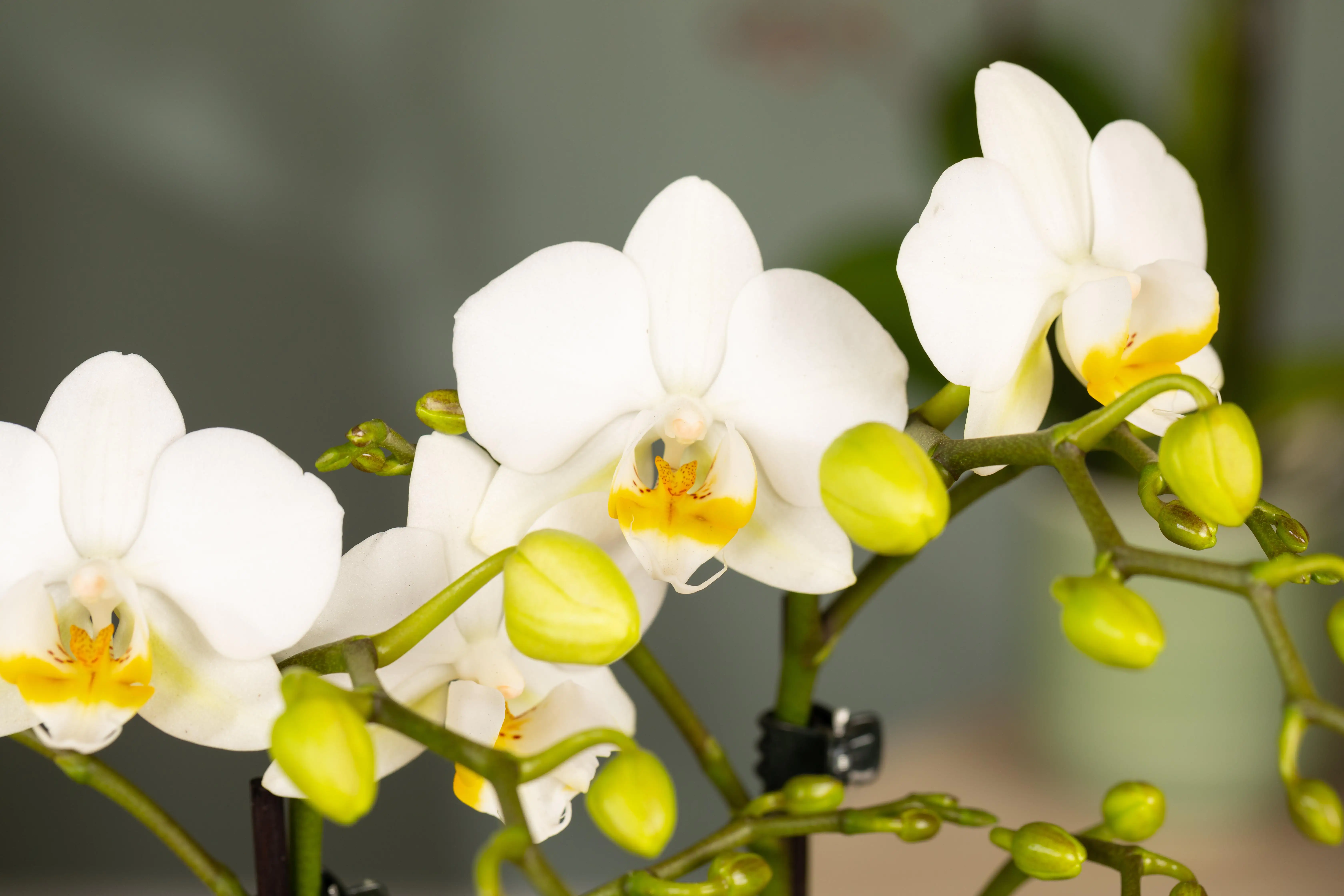 Orchidee Phalaenopsis New Passion weiß H ca. 60 cm 12 cm Topf