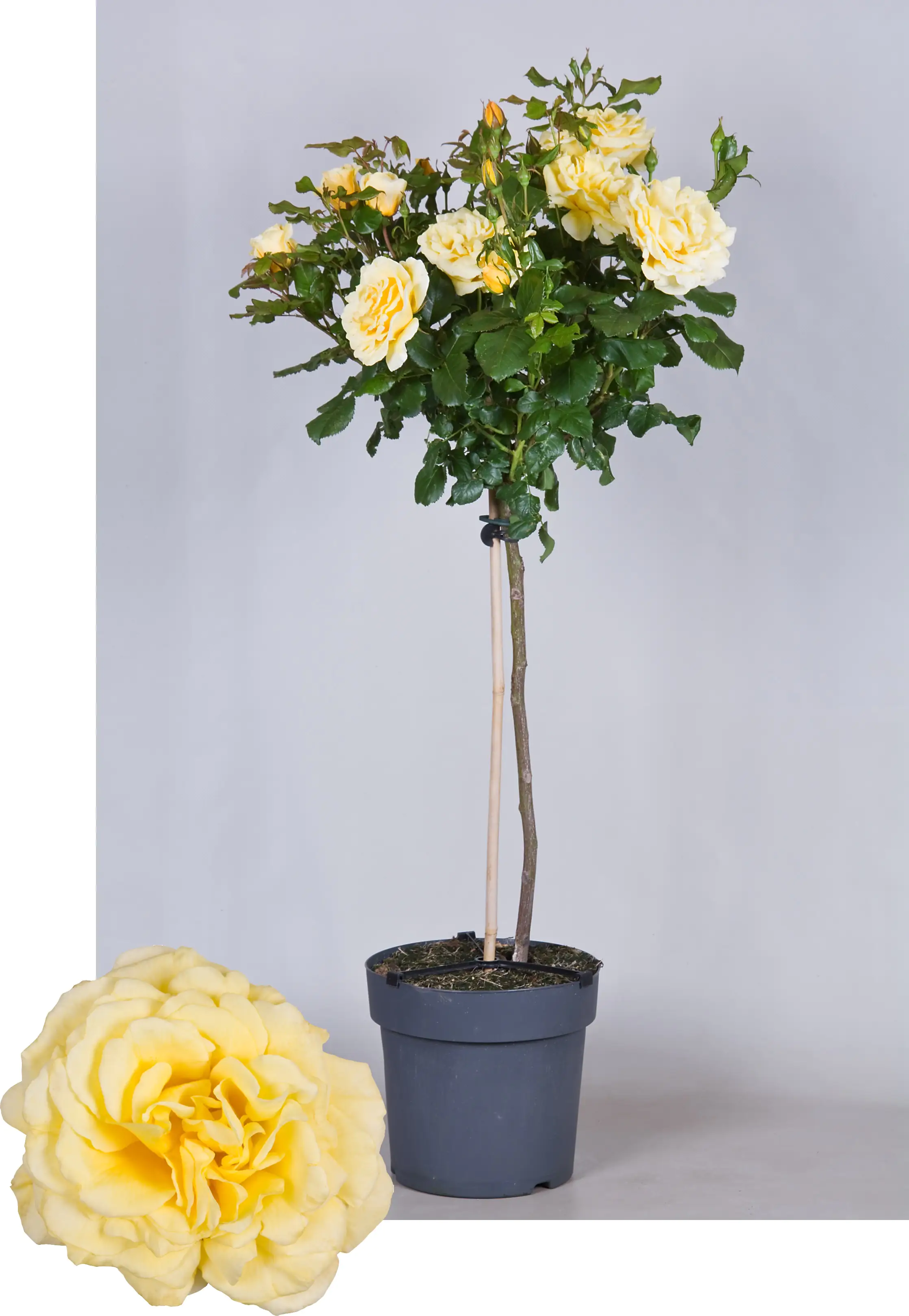 Rosenstamm Poulsen Palace in Sorten 5 l Container