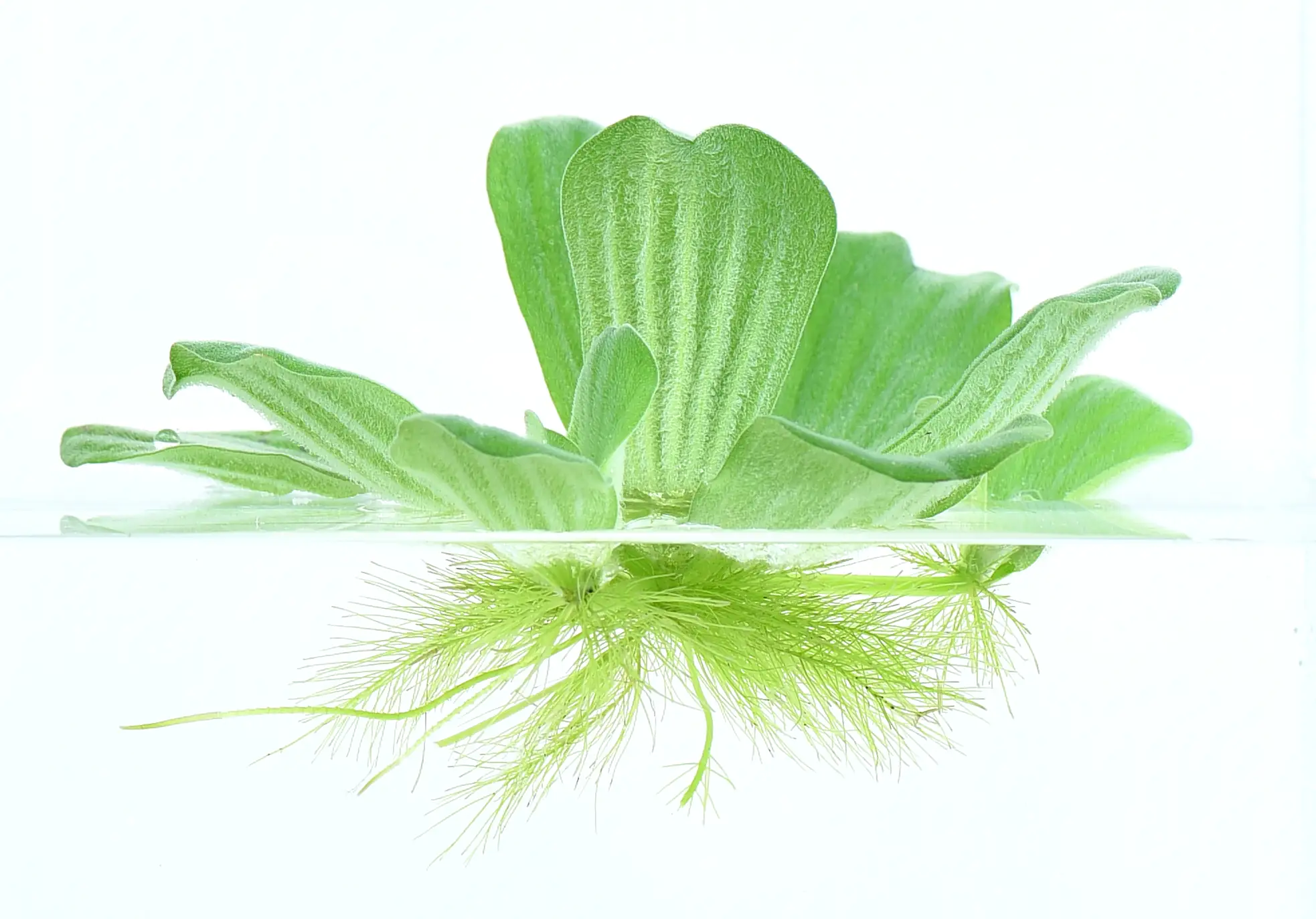 4001615003574_1 Dennerle Aquarienpflanze Pistia Stratiotes
