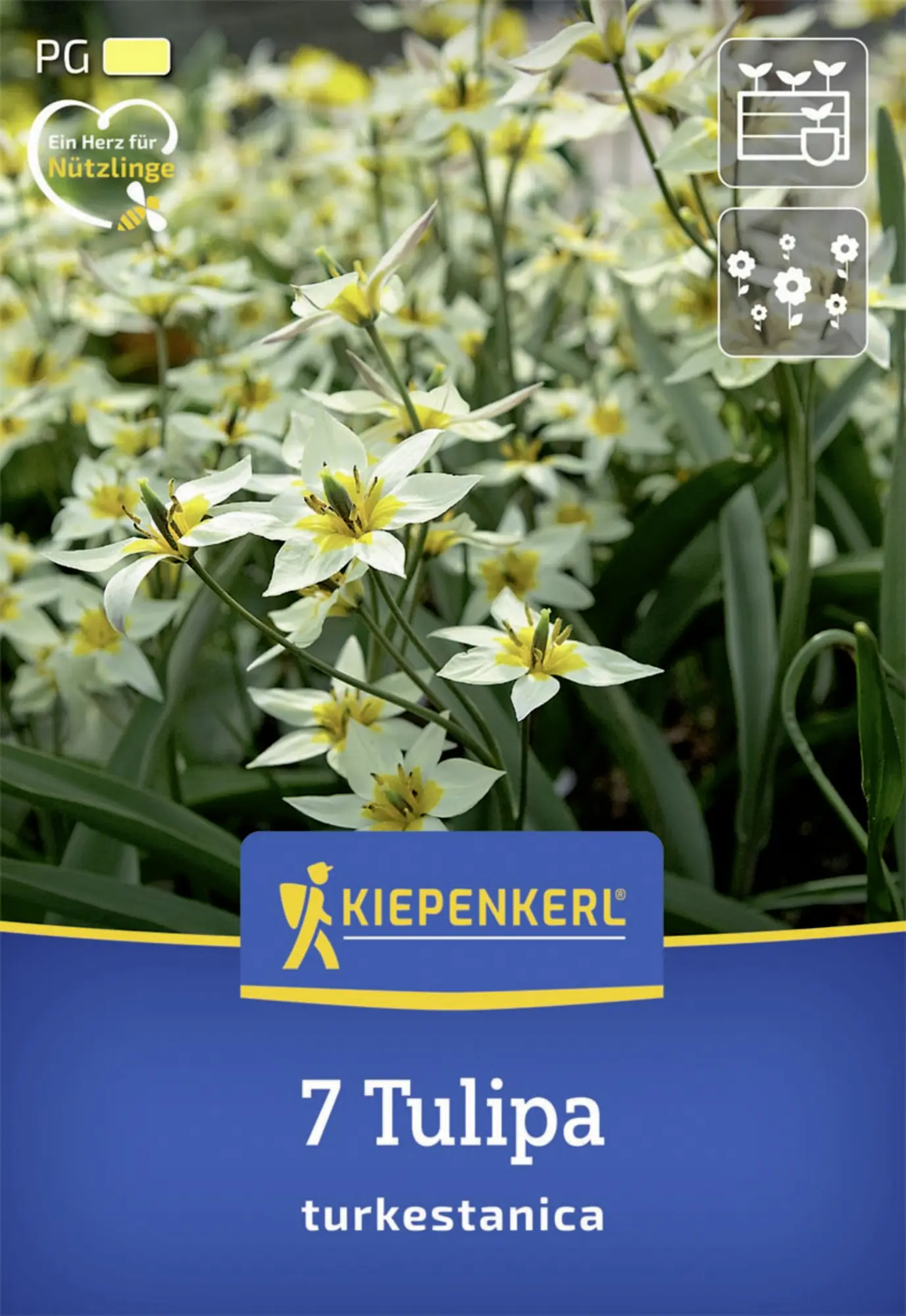 Kiepenkerl Herbstblumenzwiebel Wildtulpe Tulipa turkestanica 7 Stück