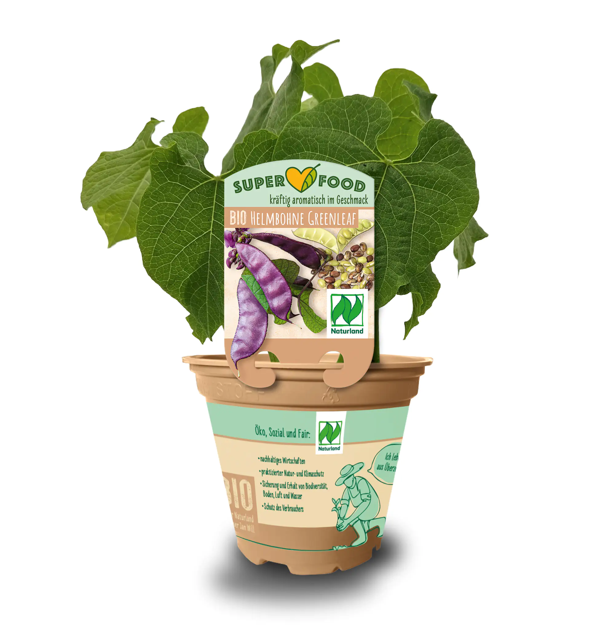 Phaseolus vulgaris var. Nanus Stangenbohne 13 cm Topf