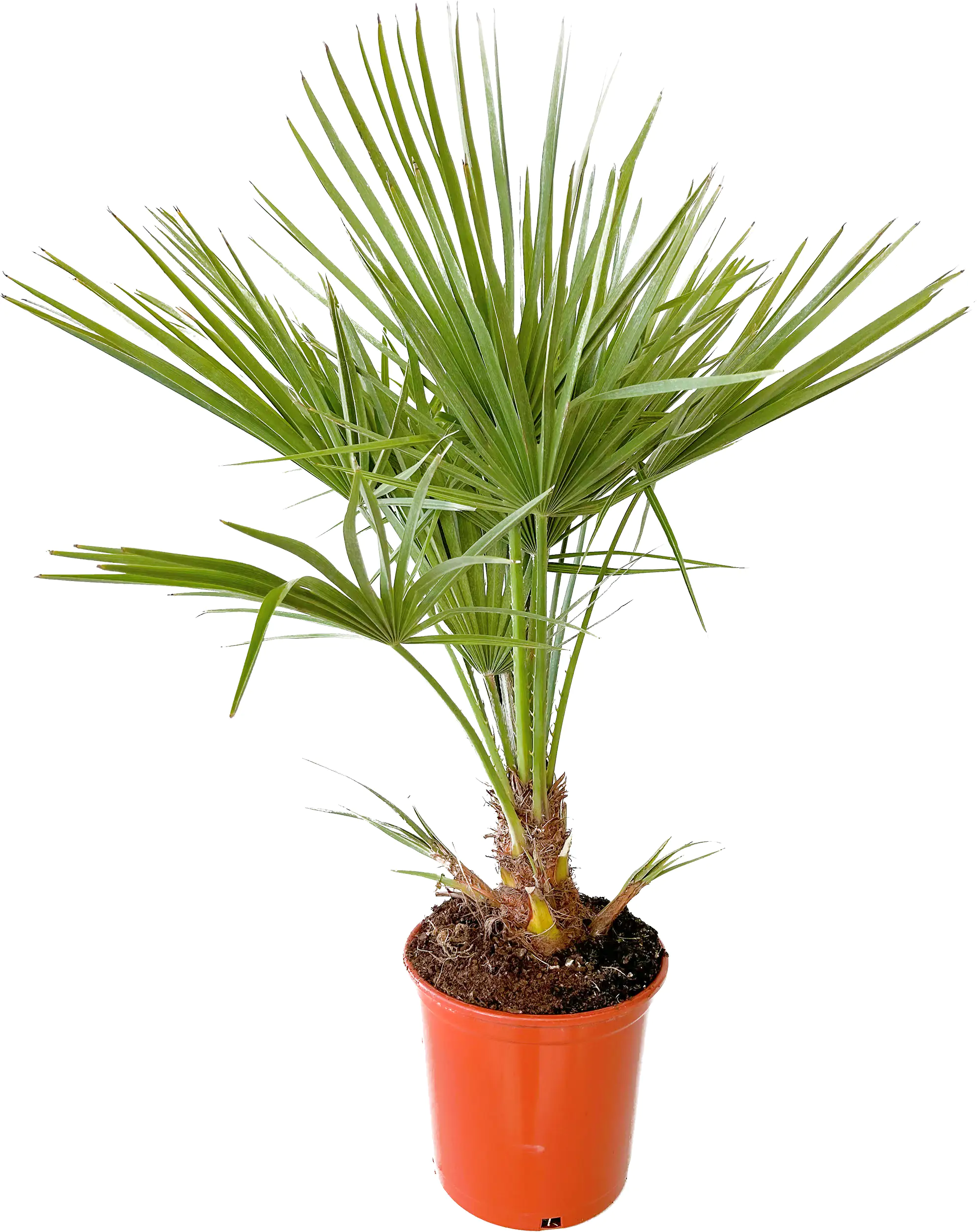 Palmenmix H ca 160 cm 30 cm Topf