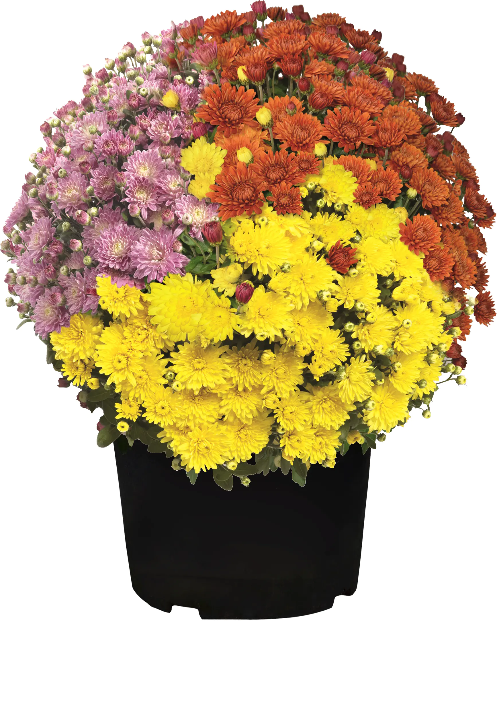 Chrysanthemen in Sorten Chrysanthemum H 60 cm+  10 L Container