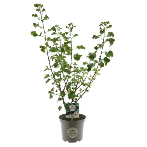 Wilde Küche Jochelbeere 25 cm Topf, 40-60 cm hoch Wilde Küche Jochelbeere 25 cm Topf, 40-60 cm hoch