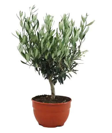 Olea europaea Tarrina Olivenbaum Schale 20 cm  Olea europaea Tarrina Olivenbaum Schale 20 cm