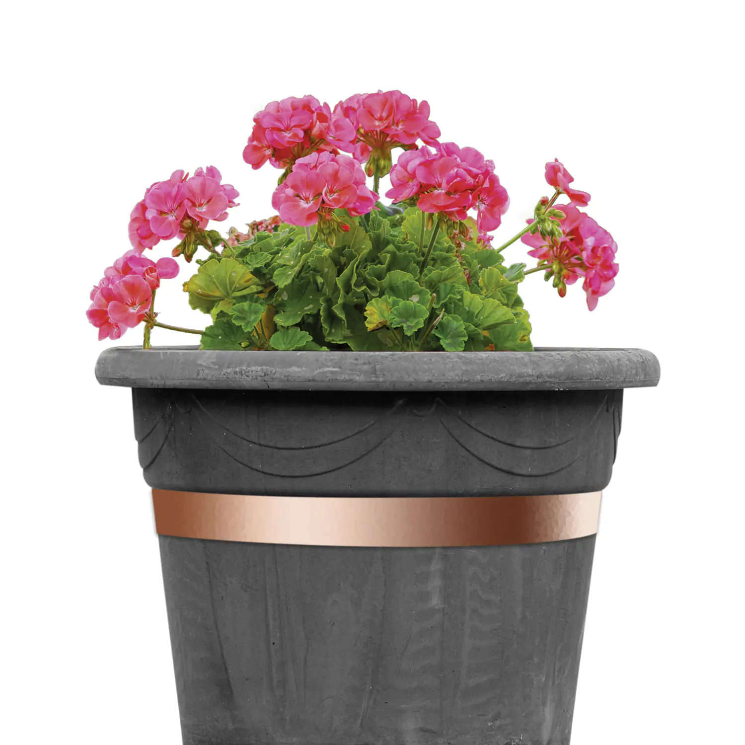 Bellissa Schneckenband 500 x 3 cm Bellissa Schneckenband 500 x 3 cm
