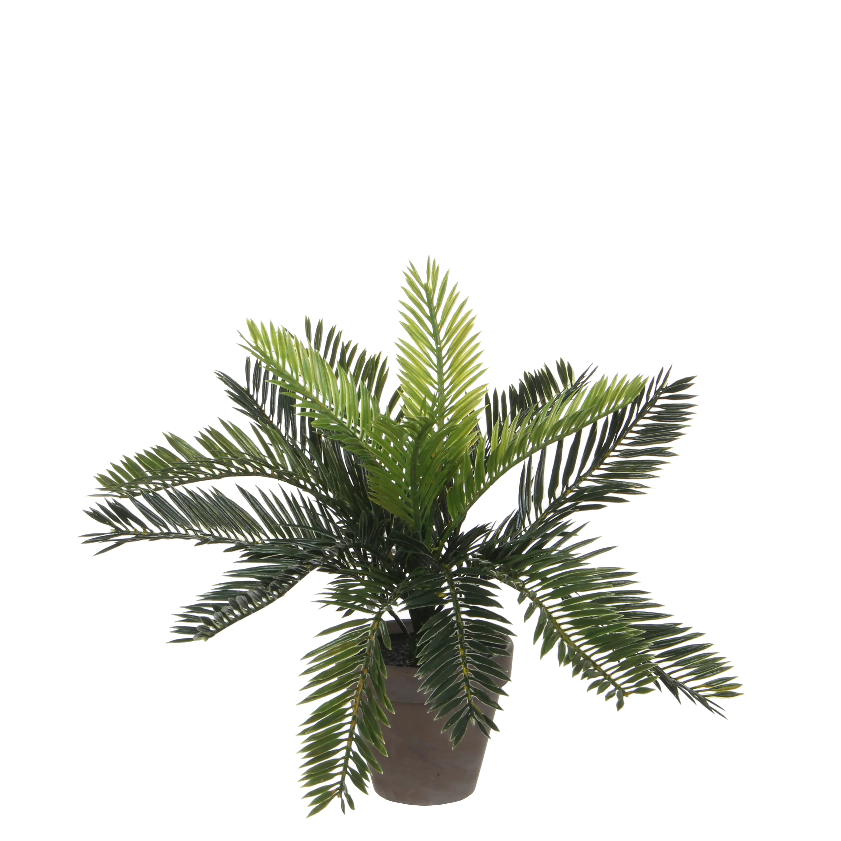 8718861428254 Mica Cycas Palme grün im Topf 33 x 34 cm