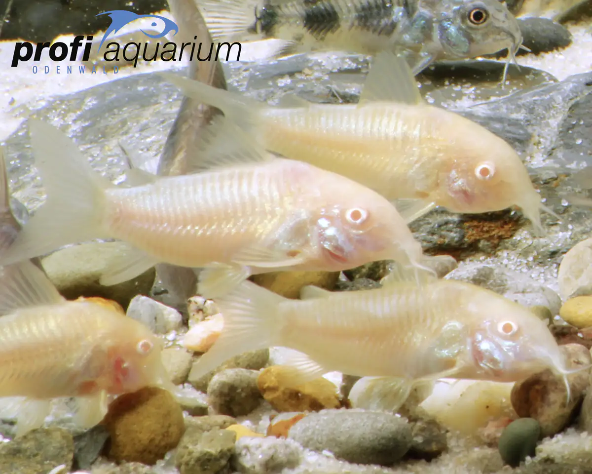 2076861038276 Aquariumfisch Albino Panzerwels 2,5cm Corydoras aeneus