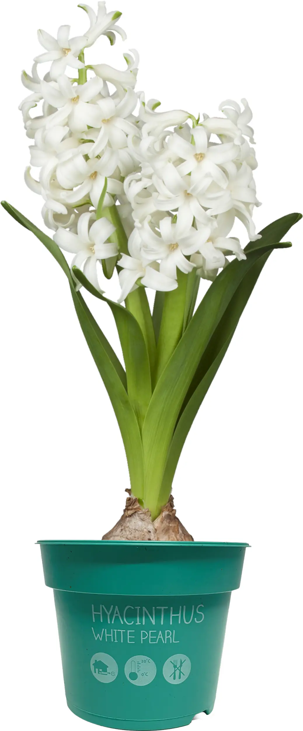 Zwiebelpflanzen im 9 cm Topf Hyazinthe Hyacinthus