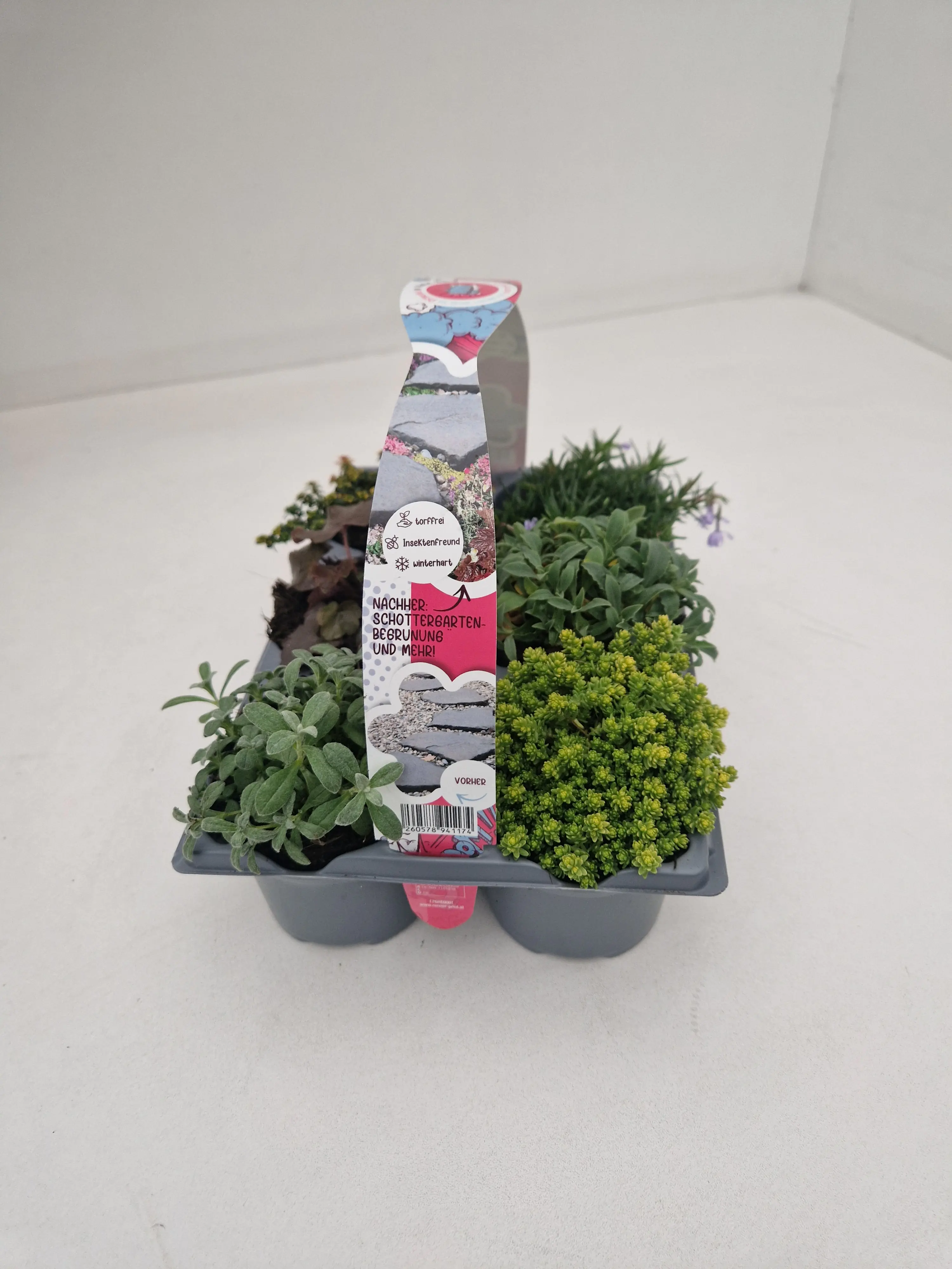 Pflasta la vista Pflanzen-Mix Sixpack 9 cm