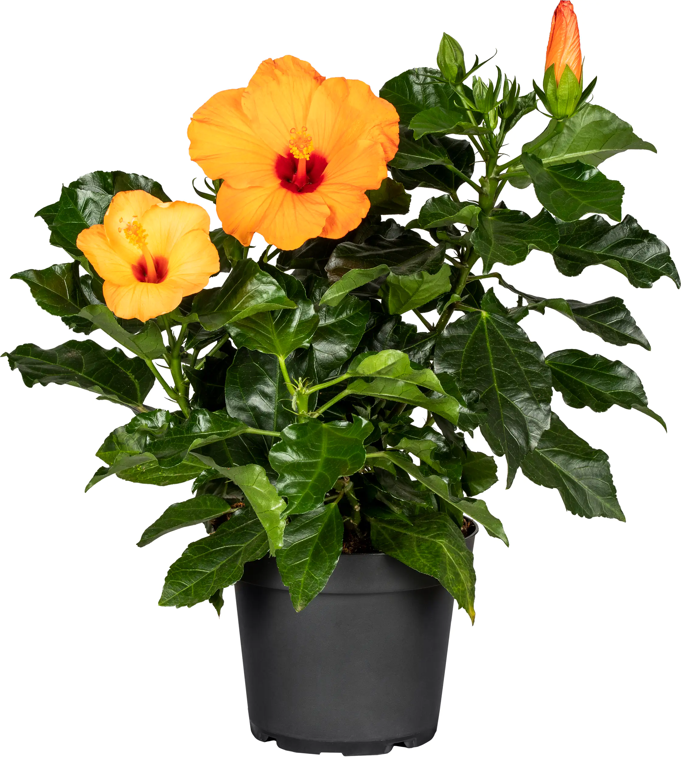 Roseneibisch Hibiscus H ca 40 cm 13 cm Topf Roseneibisch Hibiscus H ca 40 cm 13 cm Topf