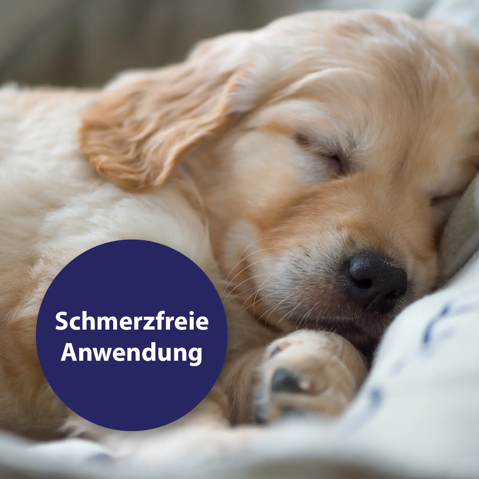 Canosept Wundspray für Hunde 75 ml