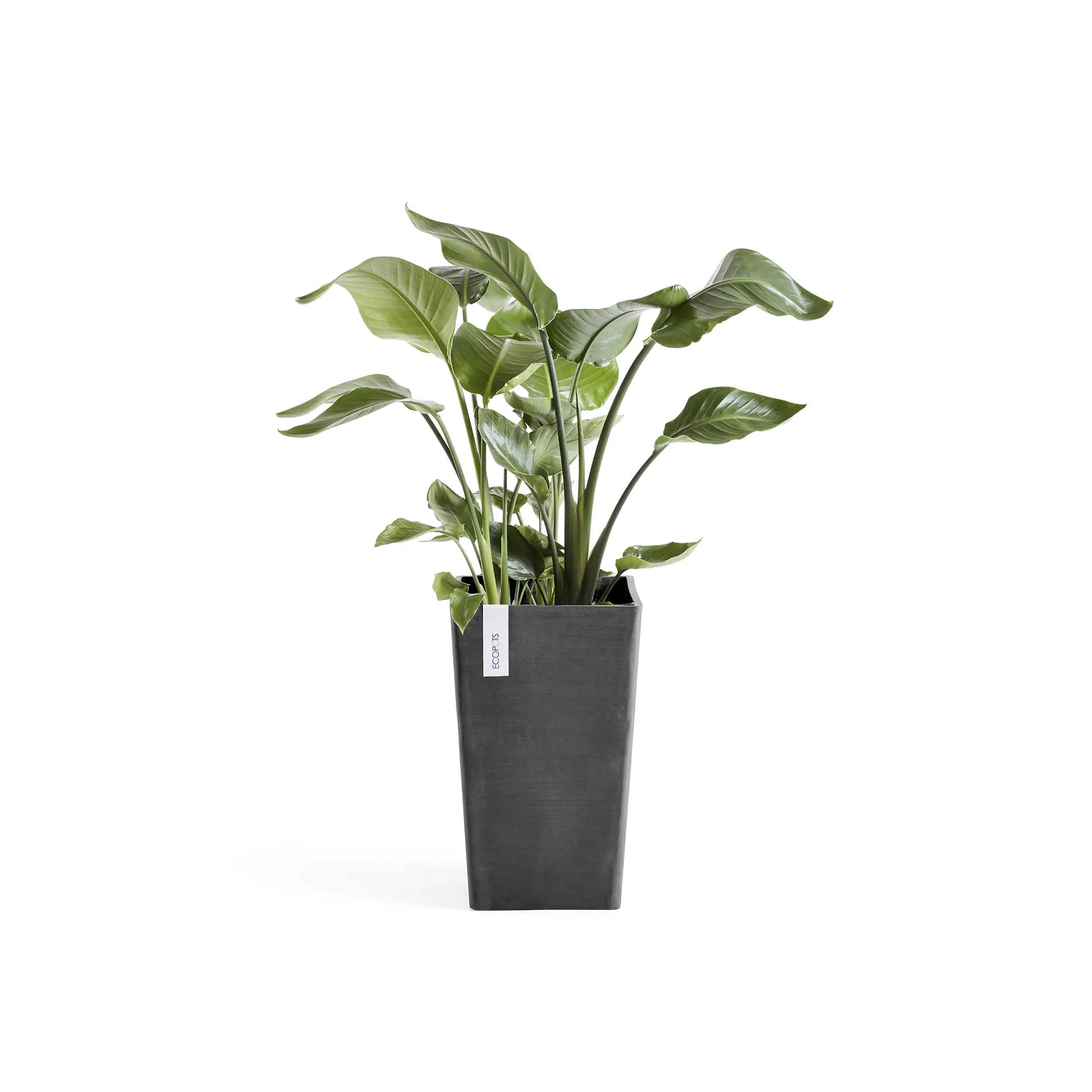 Ecopots Pflanztopf Rotterdam 30 x 30 x 50 cm dunkelgrau Ecopots Pflanztopf Rotterdam 30 x 30 x 50 cm dunkelgrau