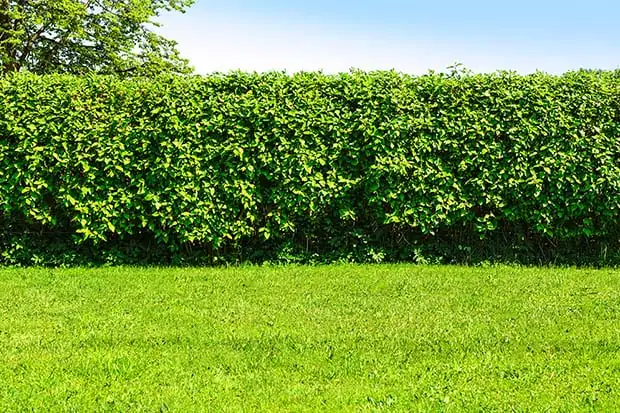 Dichte, grüne Hecke mit frisch gemähtem Rasen im Vordergrund unter blauem Himmel.