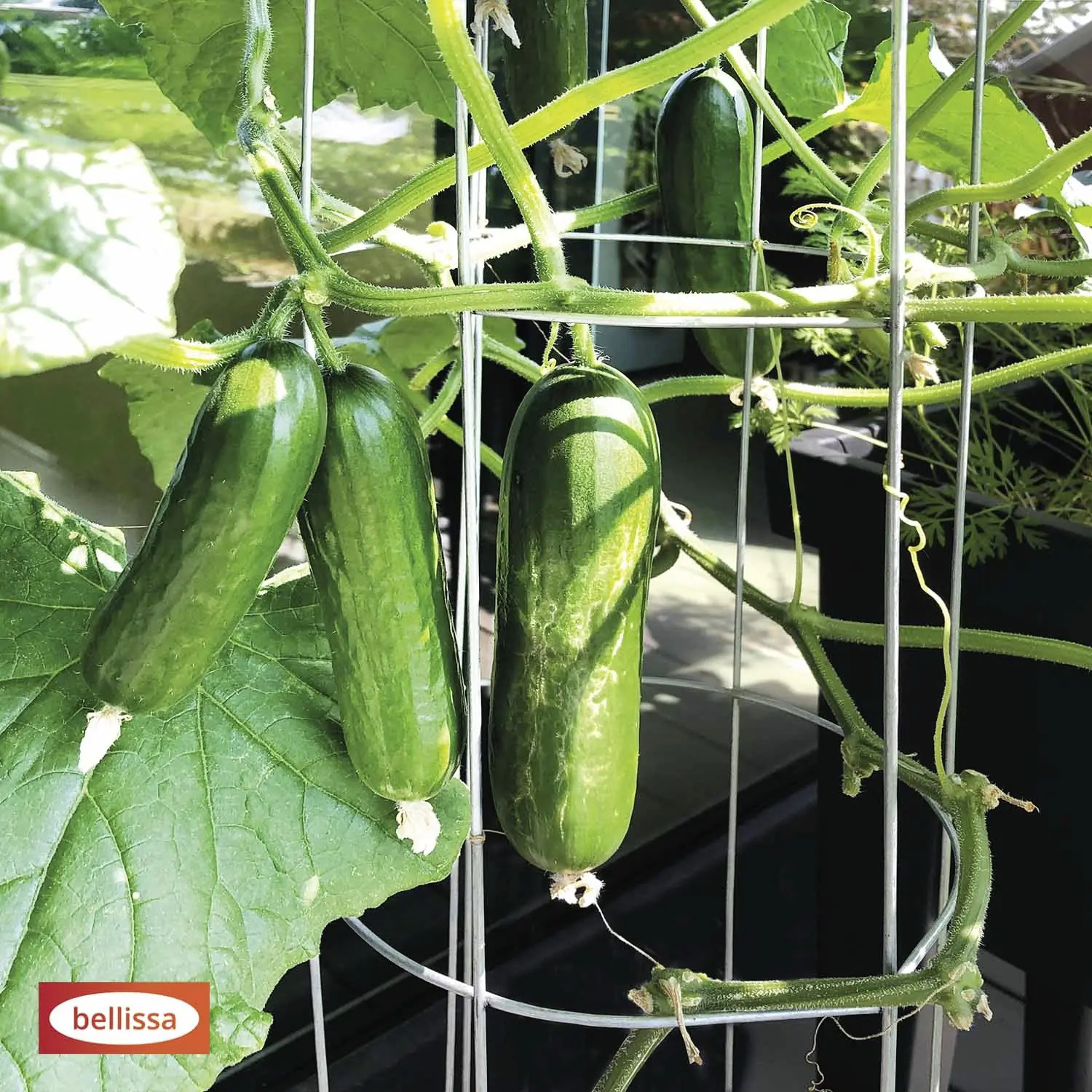 Bellissa Gurkenturm 120cm 120 cm hoch