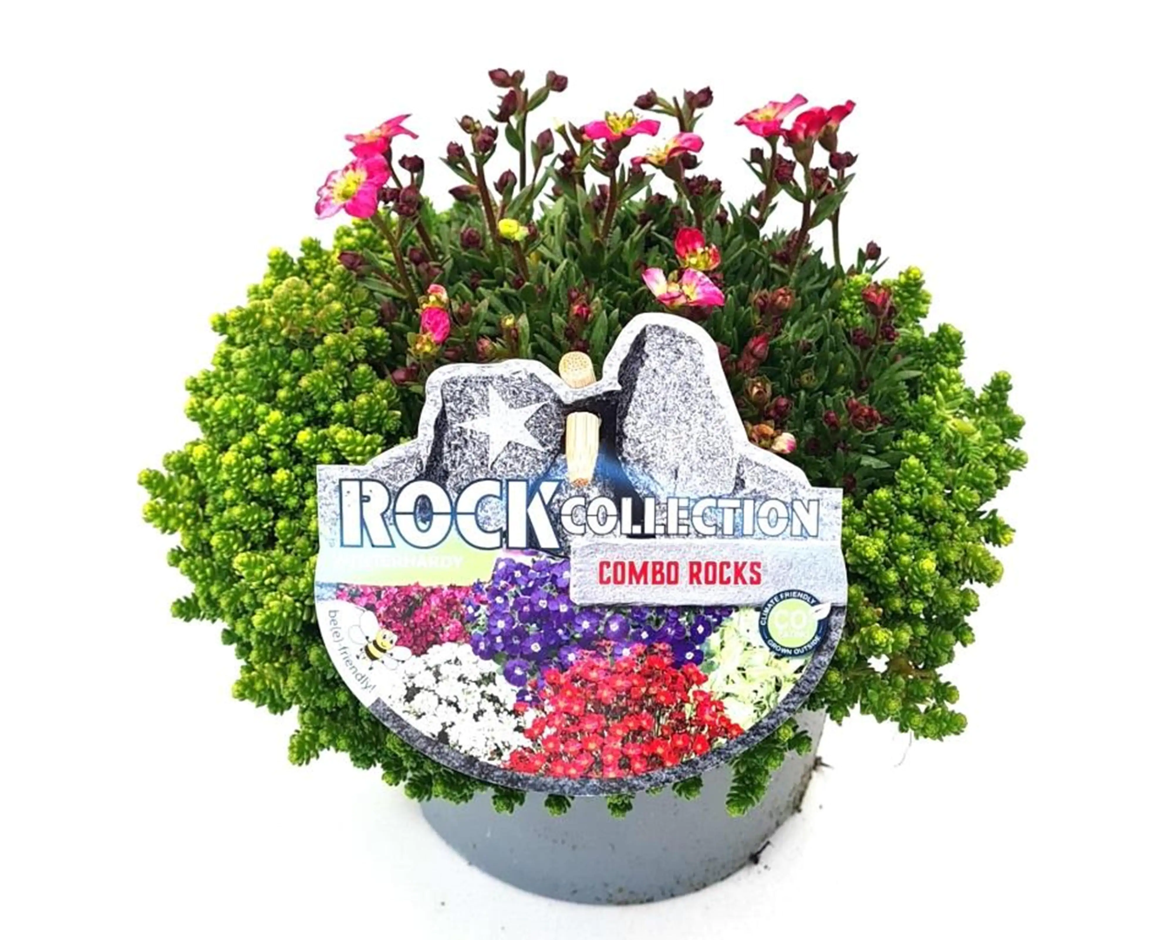 Staudenmix Combo Rocks Duo 13 cm Topf