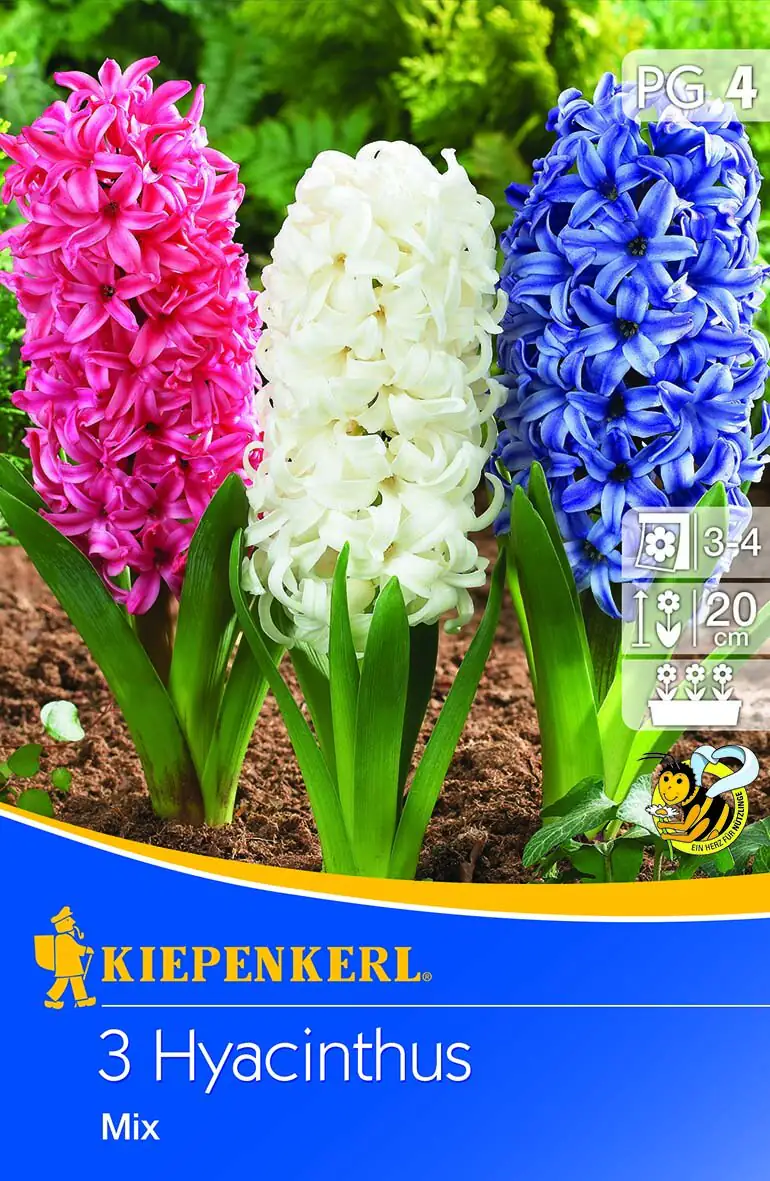 Kiepenkerl Blumenzwiebel Hyacinthus Mischung Hyacinthus orientalis