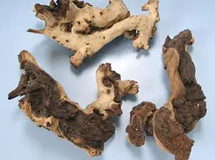 Orbit Mopani-Wurzel medium