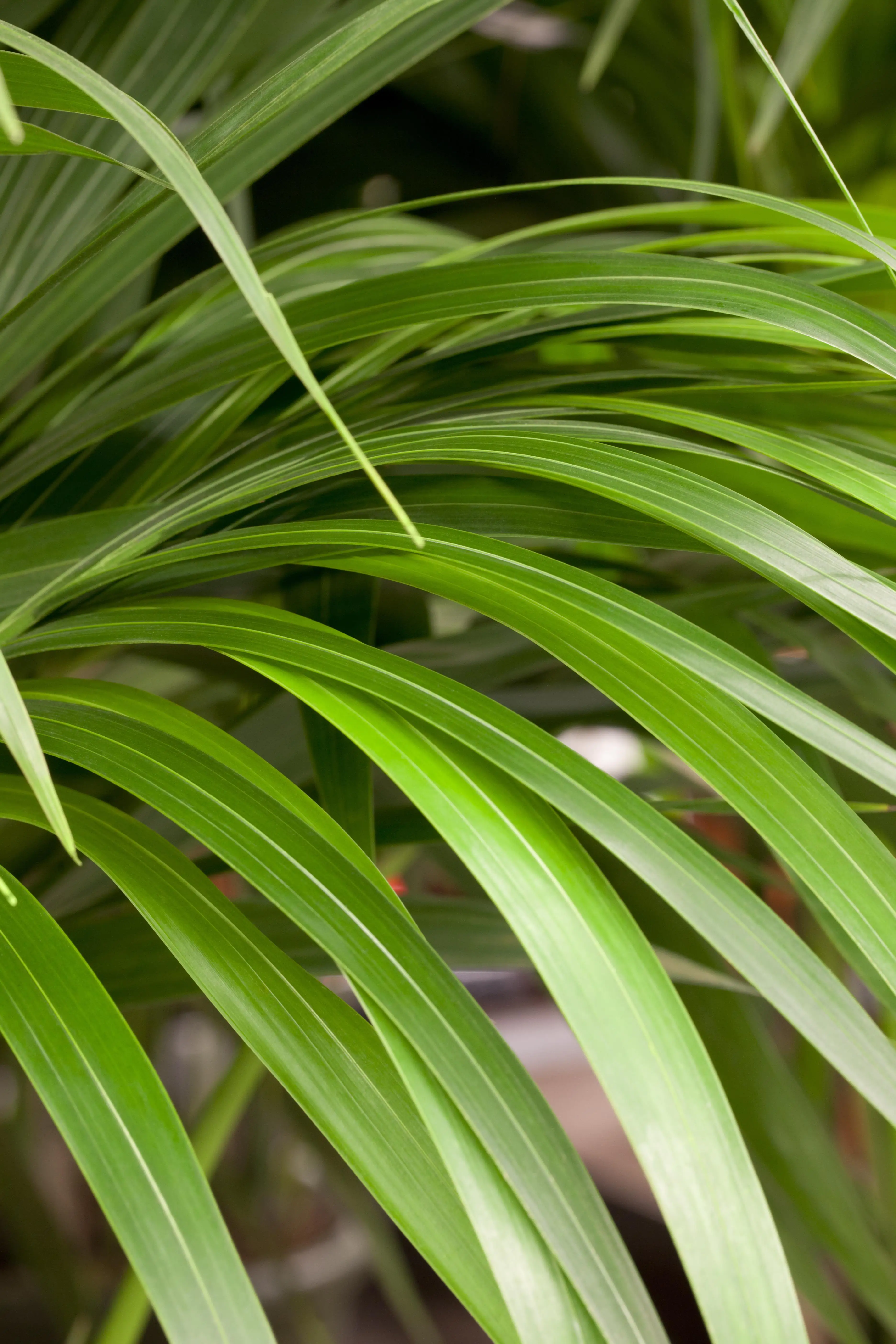 Kentiapalme Howea forsteriana H ca. 100 cm 21 cm Topf 