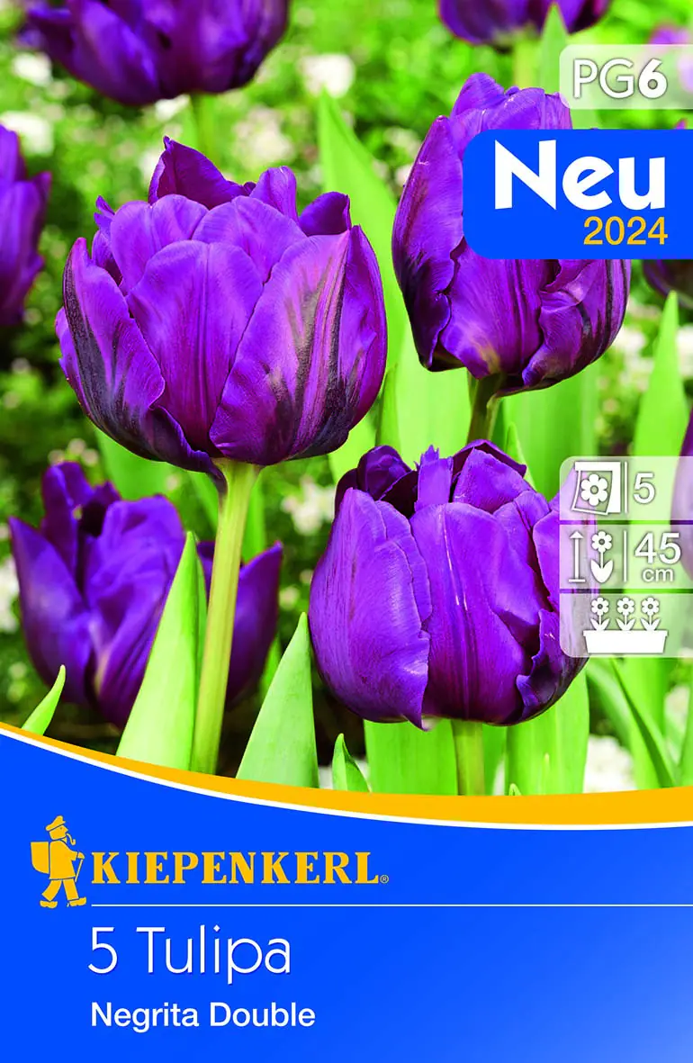 Kiepenkerl gefüllte späte Tulpe Negrita Double 5 Stück