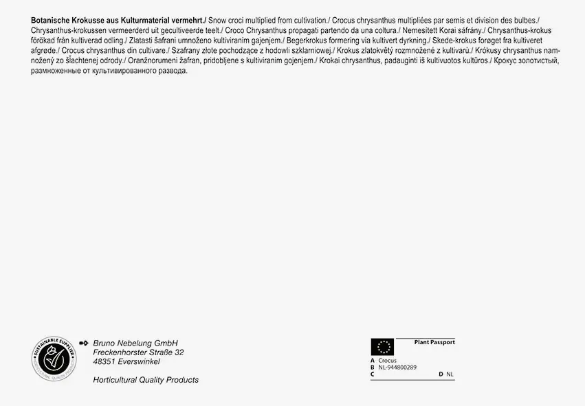 Pegasus BigBag Botanische Krokus Mischung Crocus chrysanthus