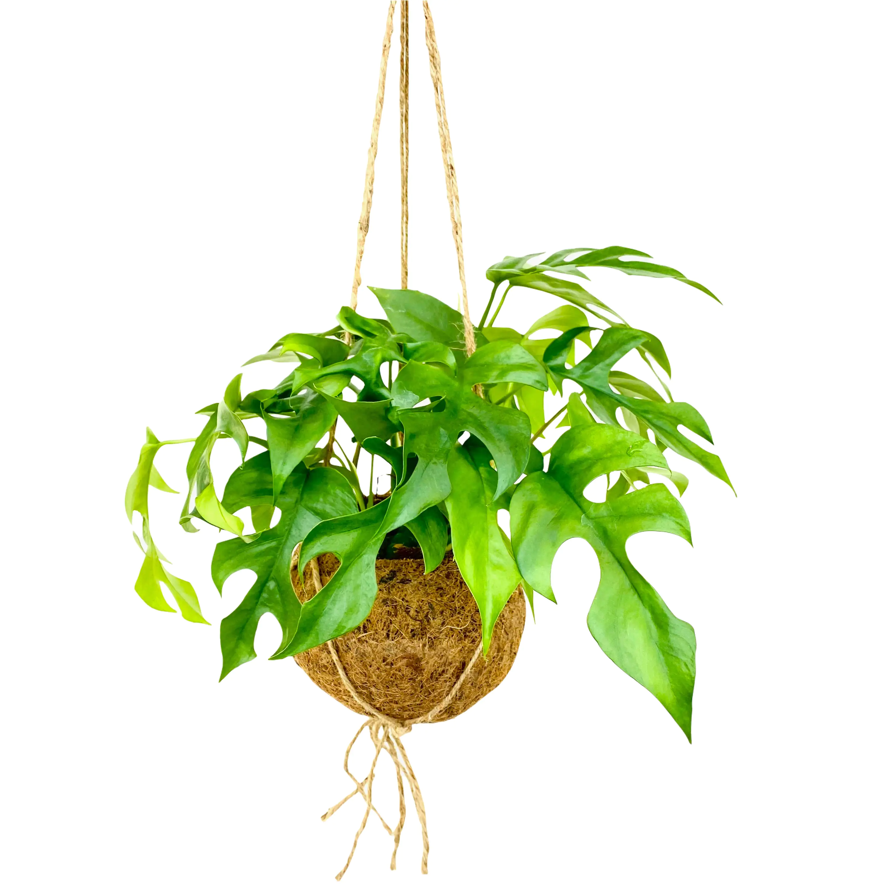 Kokodama Ampel Fensterblatt Monstera Minima H ca. 30 cm 17 cm Topf Kokodama Ampel Fensterblatt Monstera Minima H ca. 30 cm 17 cm Topf