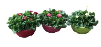 Gänseblümchen Bellis H ca. 25 cm, 21 cm Schale