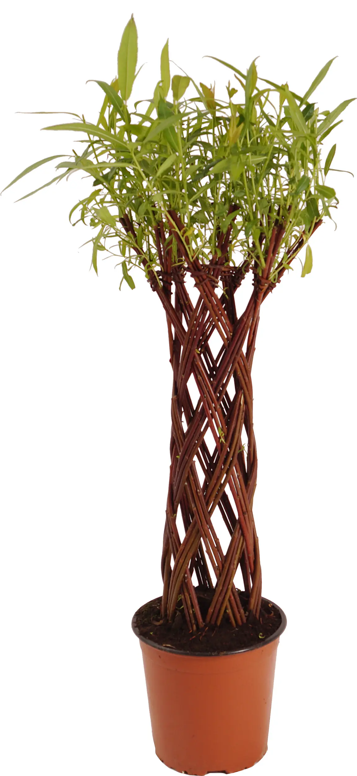Salix Americana Flechtweide 18 cm Topf verschiedene Formen