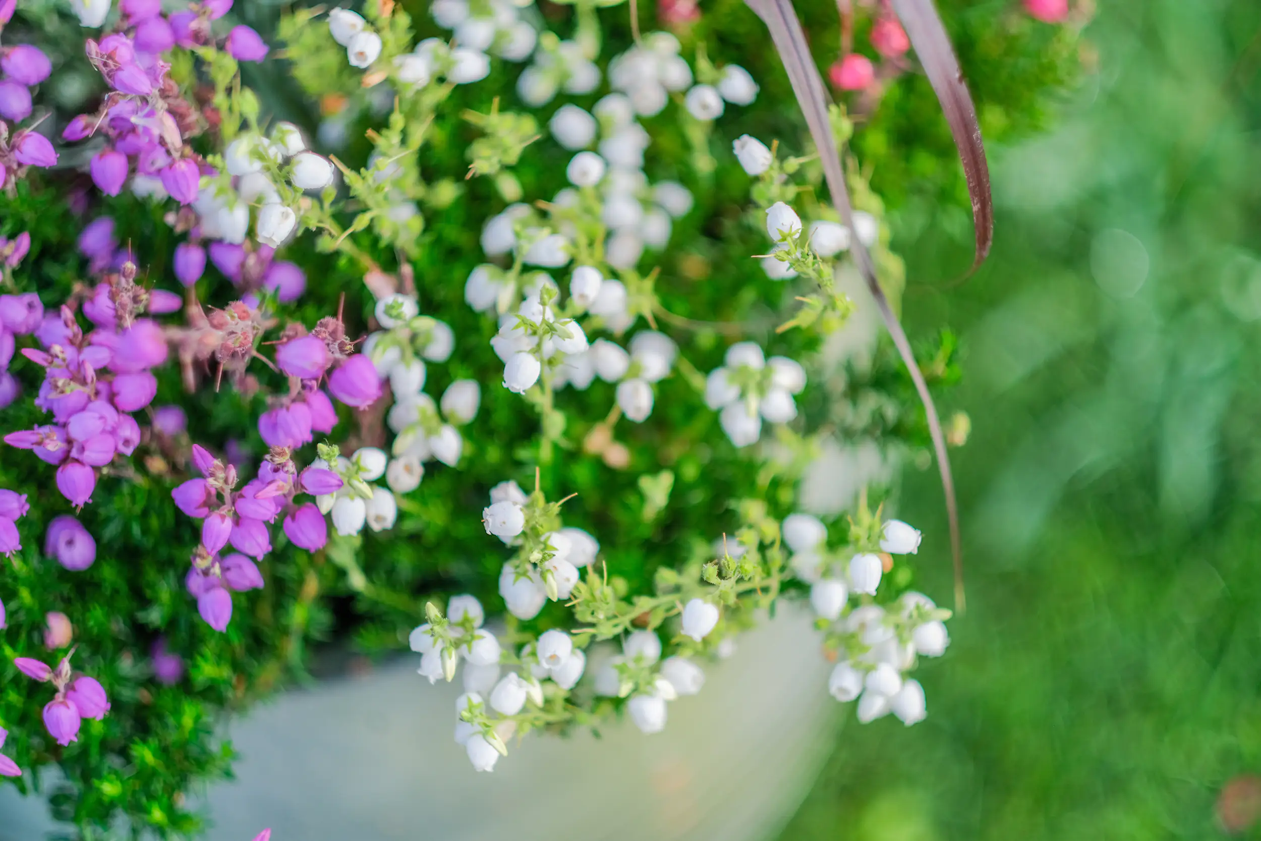 Irische Glockenheide Daboecia Bella Beauties H ca 10 cm 11 cm Topf