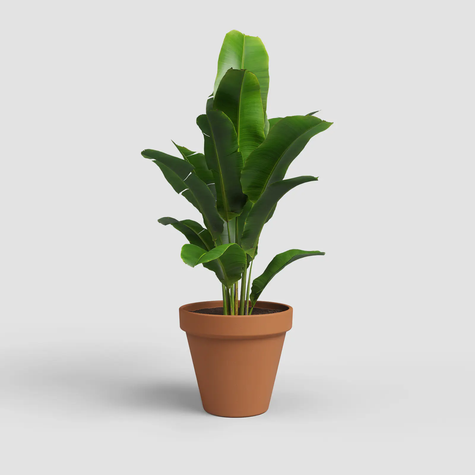 Artevasi Pflanztopf Amália Terrakotta Ø 70,9 x 59,6 cm natur