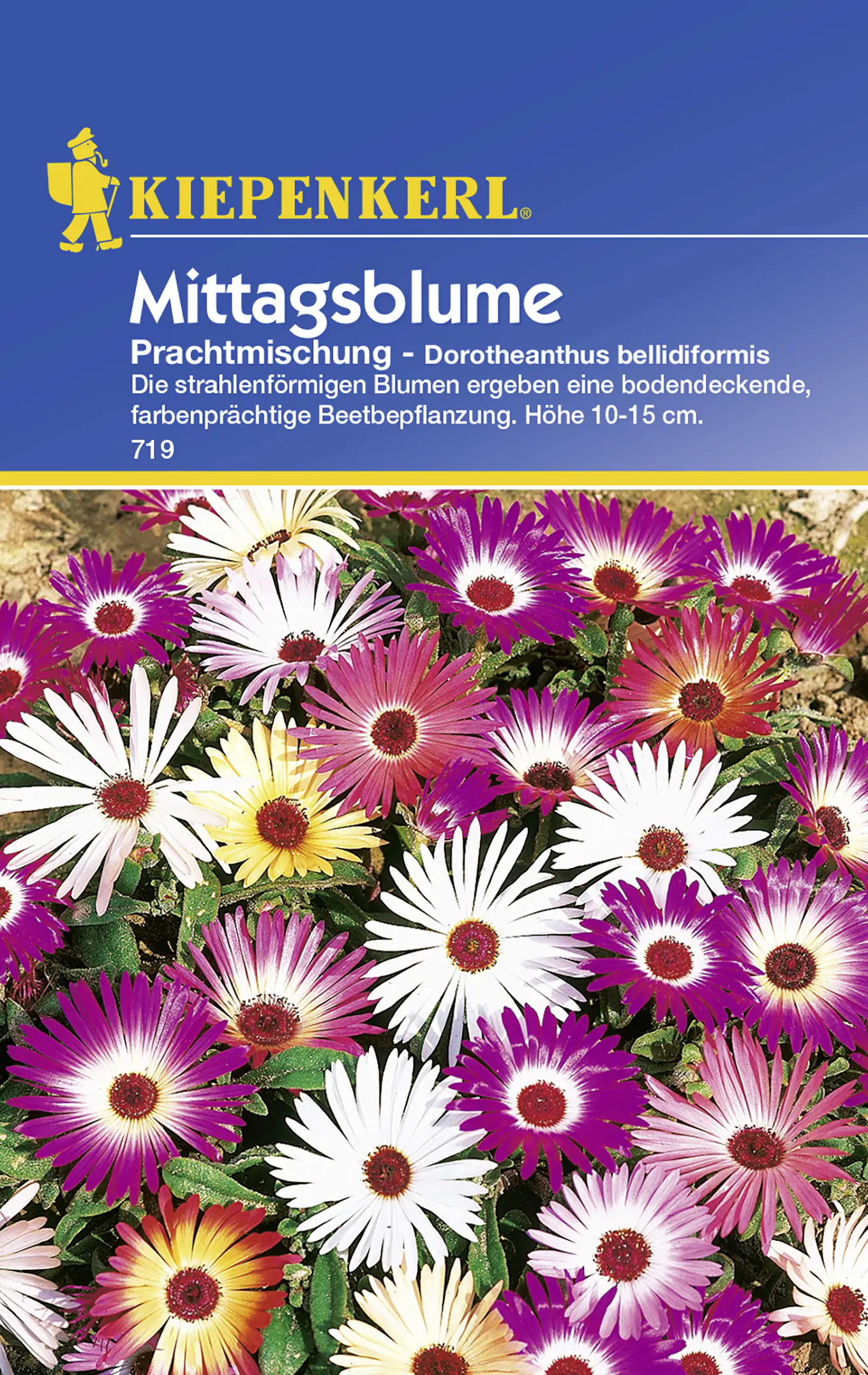 Kiepenkerl Mittagsblume Prachtmischung Dorotheanthus bellidiformis