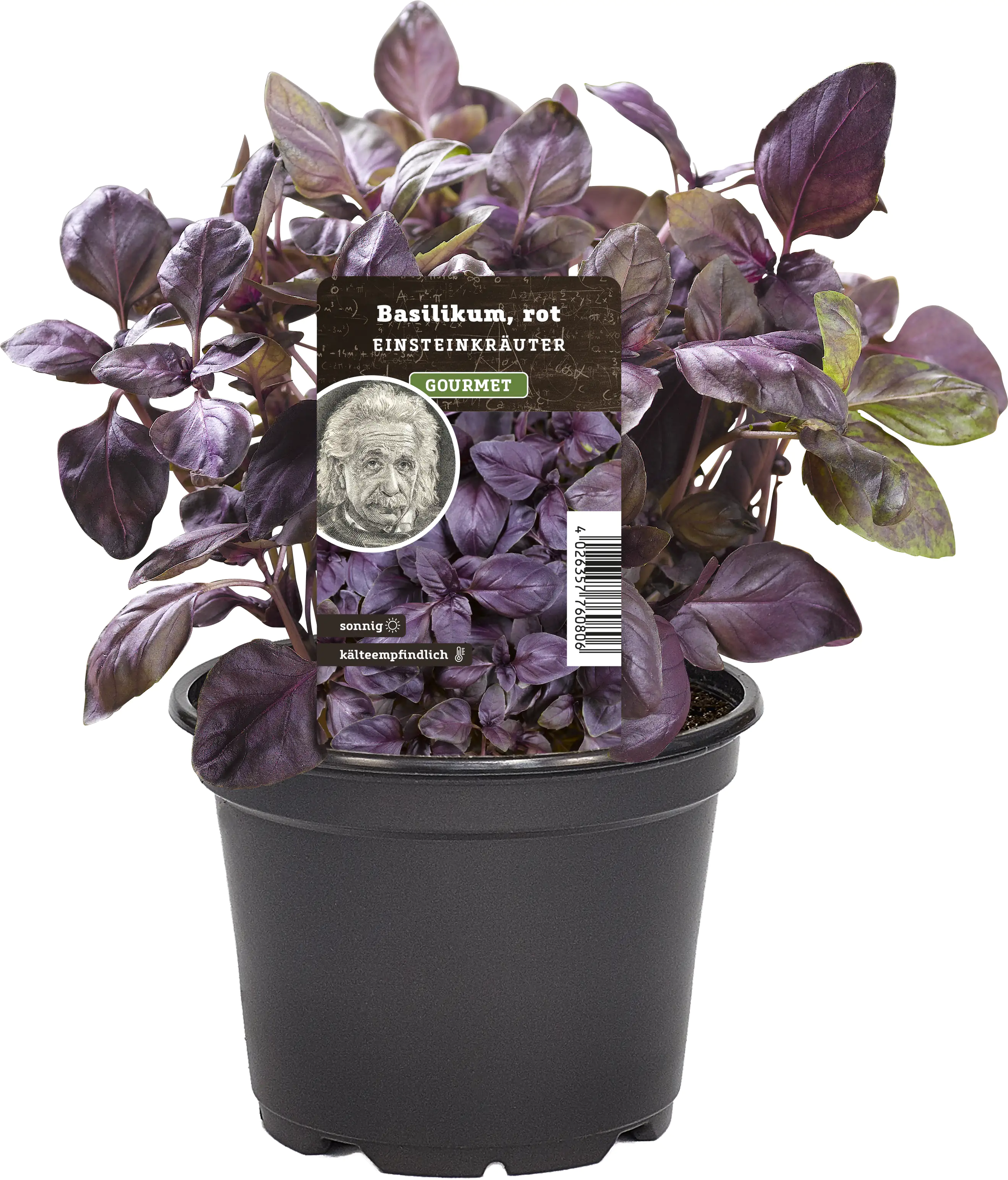 Einsteinkräuter - Basilikum rot 12 cm Topf