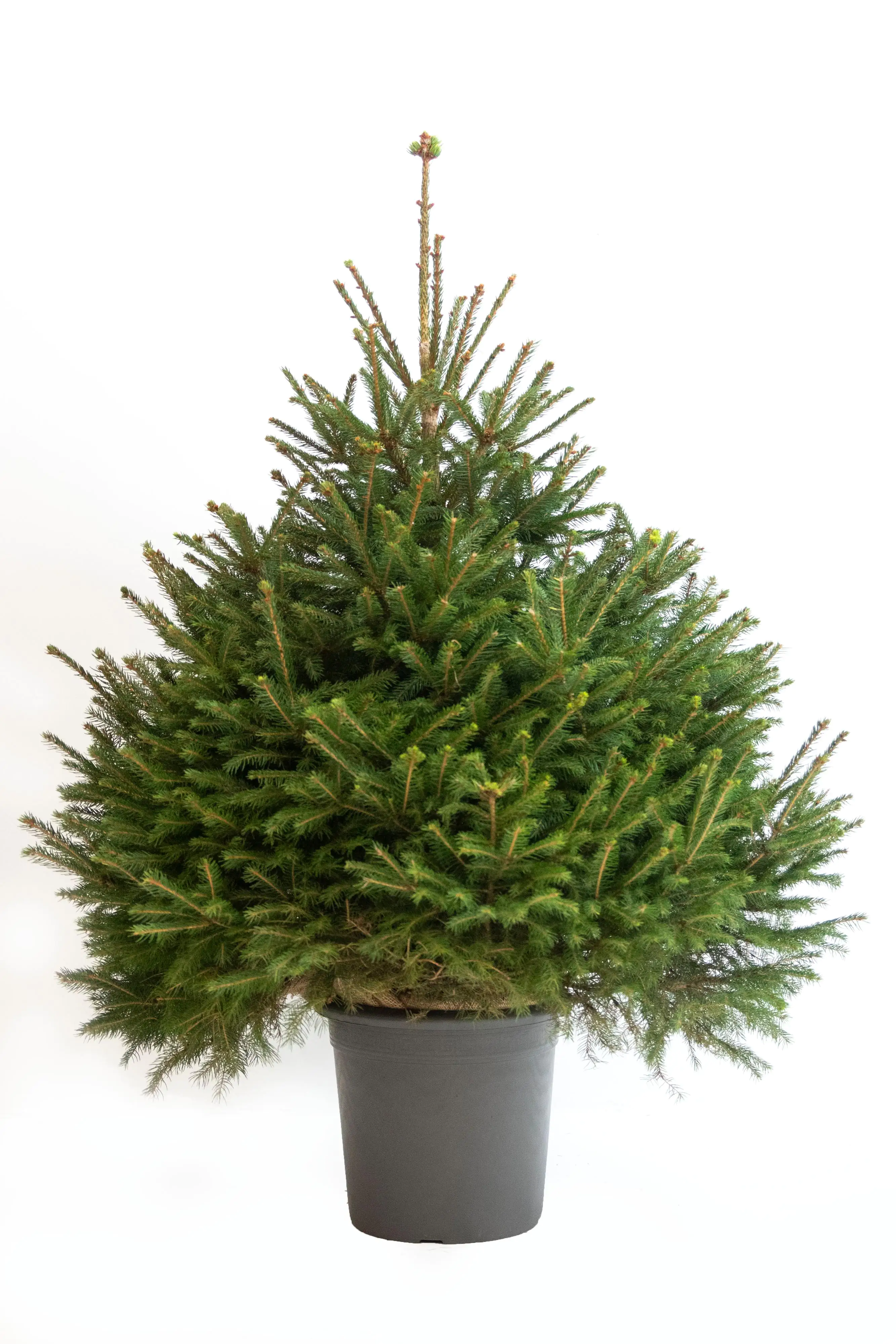 Gemeine Fichte Picea Abies 9,5 Liter Container, topfgewachsen