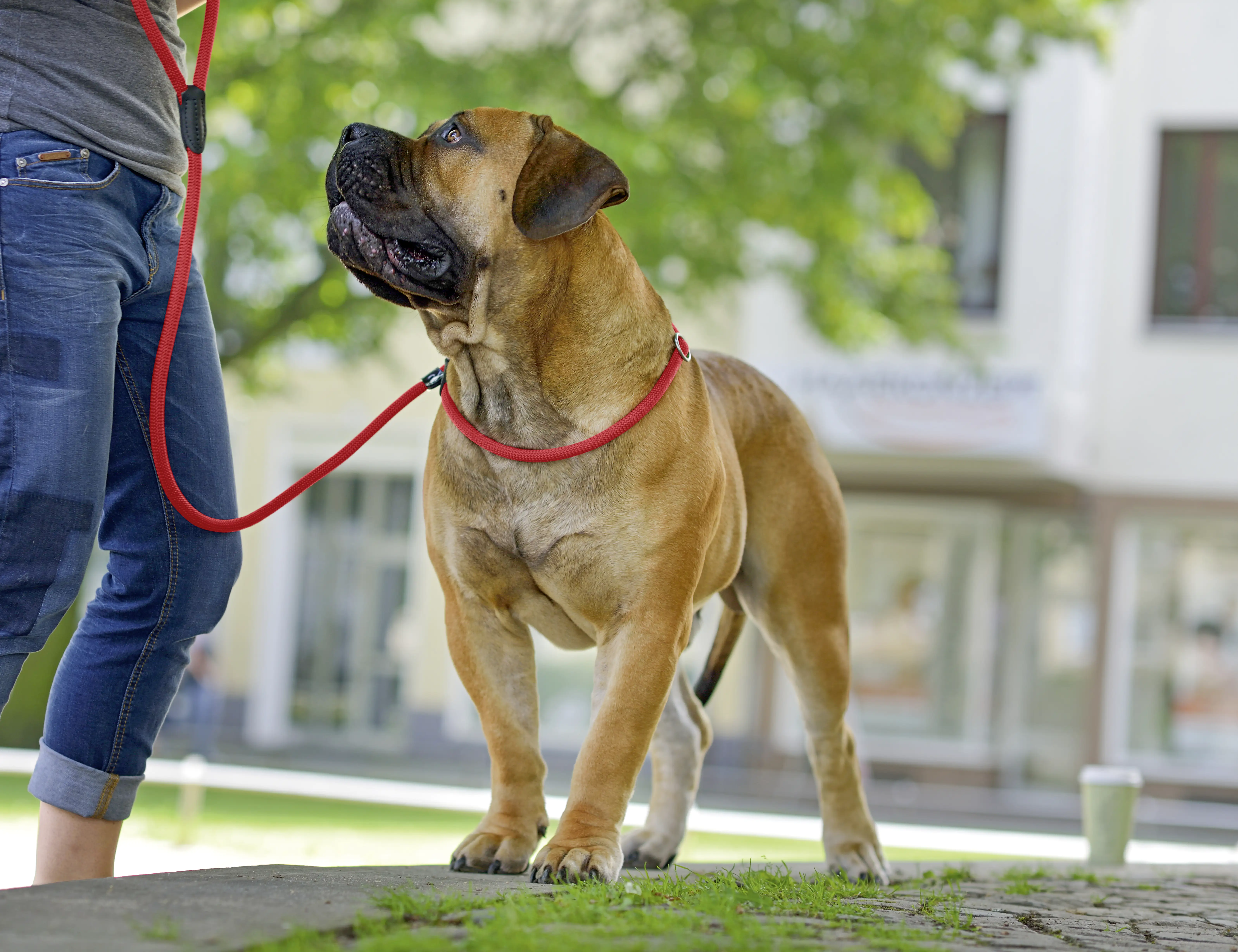 Hunter Retrieverleine Freestyle Länge 170 cm Durchmesser 0,8 cm rot